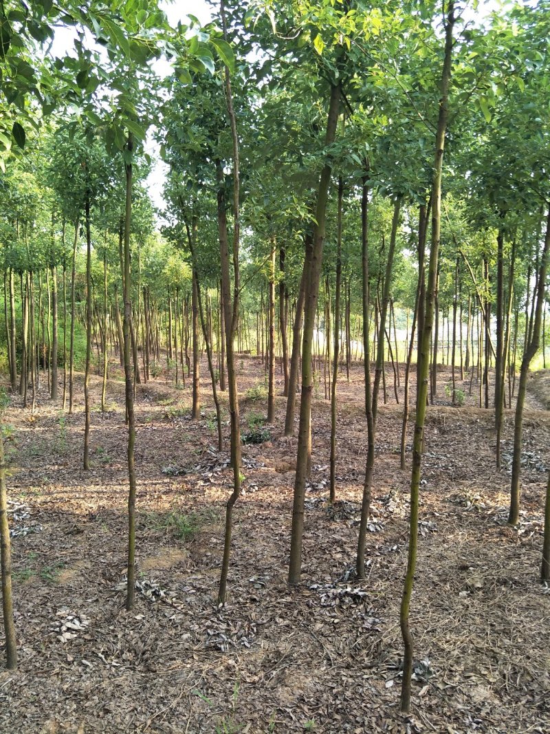 香樟树樟树苗木基地直发规格齐全价格实惠运输便利