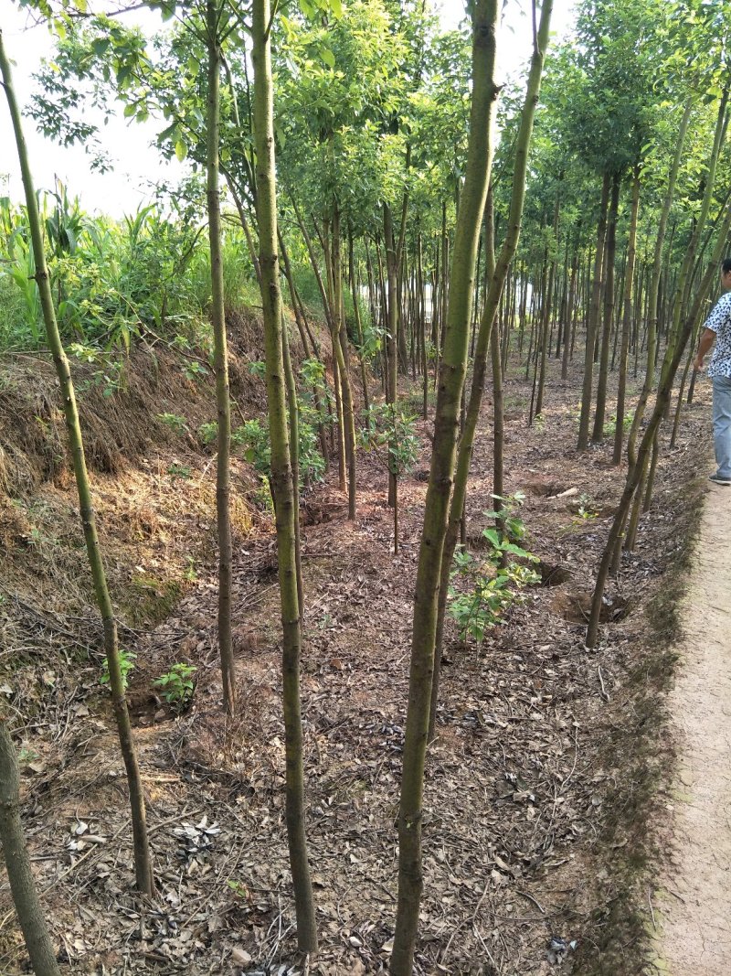 香樟树樟树苗木基地直发规格齐全价格实惠运输便利