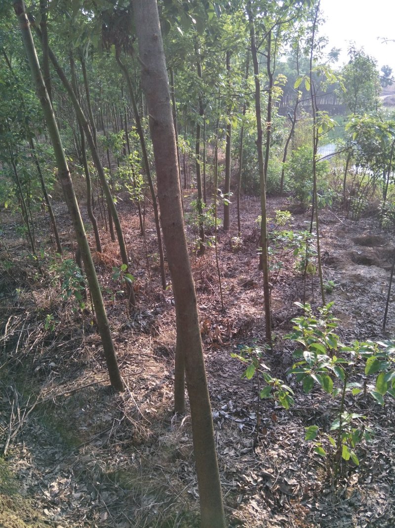 香樟树樟树苗木基地直发规格齐全价格实惠运输便利