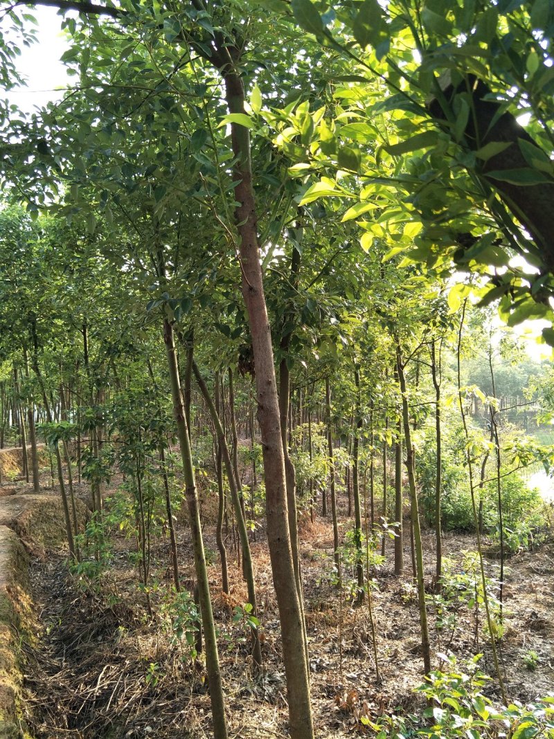 香樟树樟树苗木基地直发规格齐全价格实惠运输便利