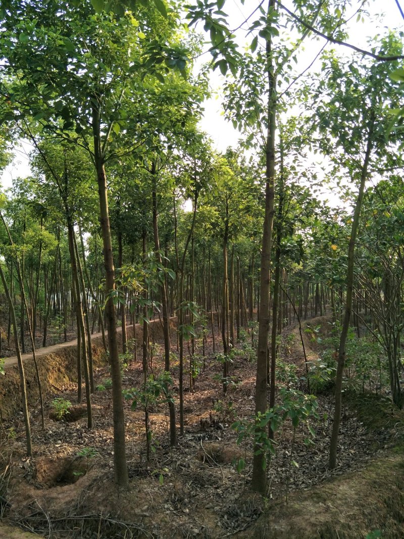 香樟树樟树苗木基地直发规格齐全价格实惠运输便利