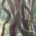 野生鸡血藤