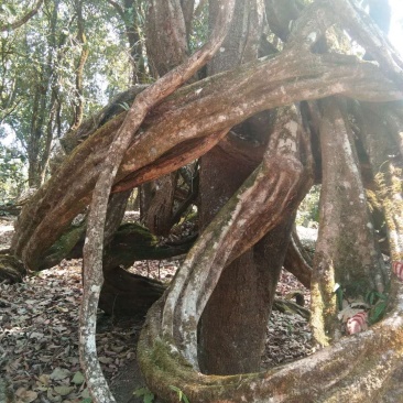 野生鸡血藤