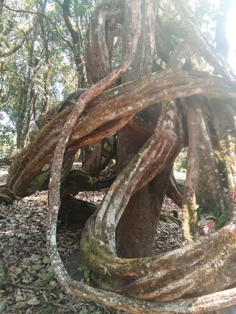 野生鸡血藤