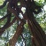 野生鸡血藤