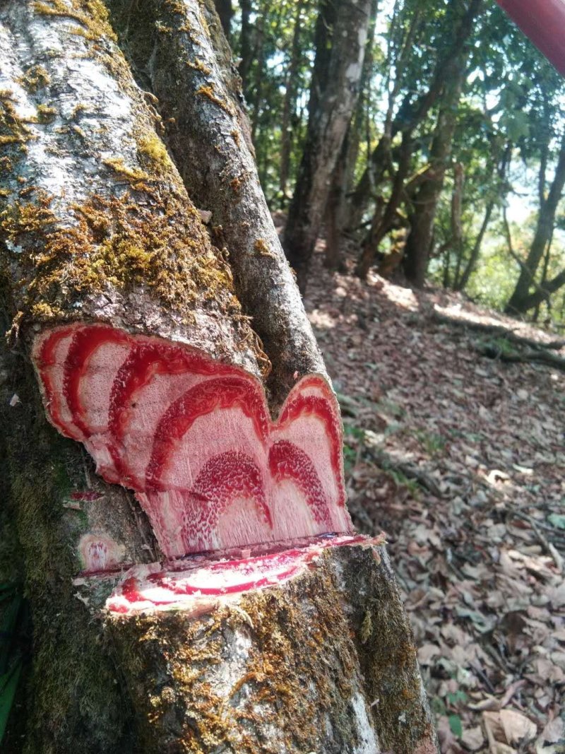 野生鸡血藤