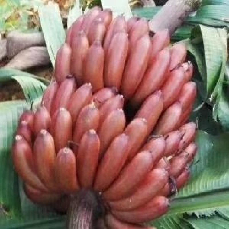 八月瓜苗，红色香蕉，黑老虎布福娜，无花棵