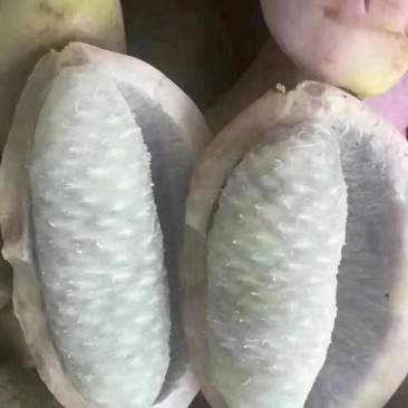 八月瓜苗，红色香蕉，黑老虎布福娜，无花棵
