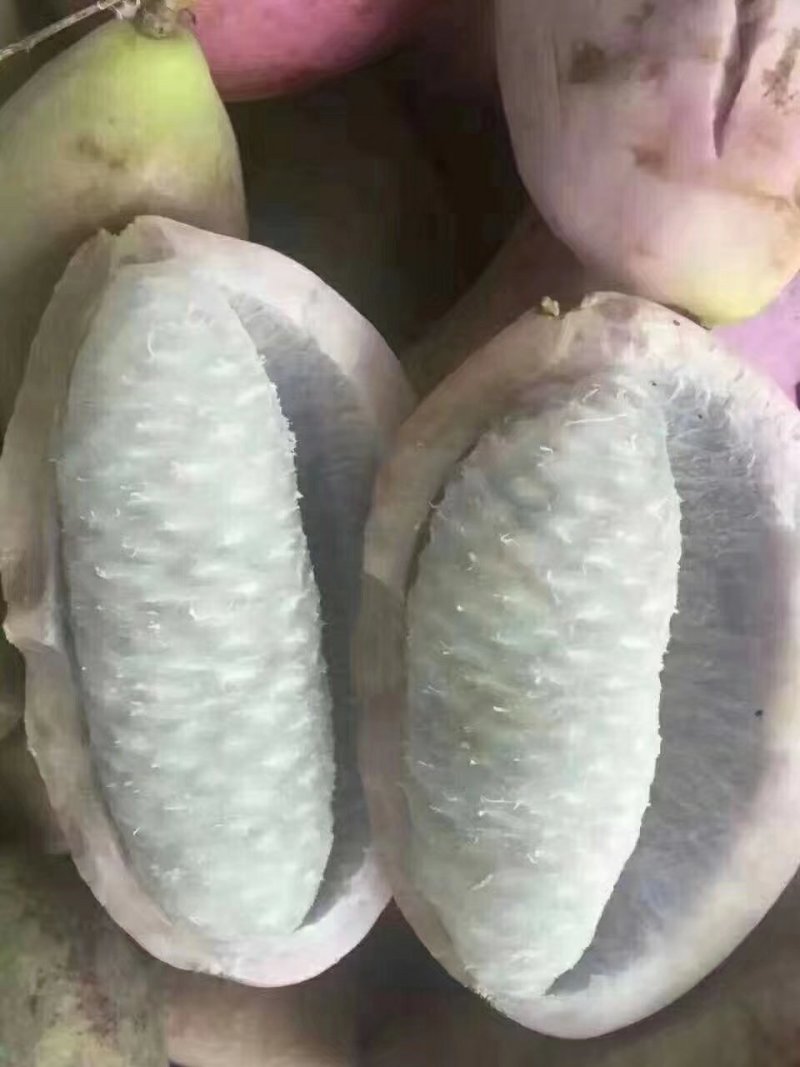 八月瓜苗，红色香蕉，黑老虎布福娜，无花棵