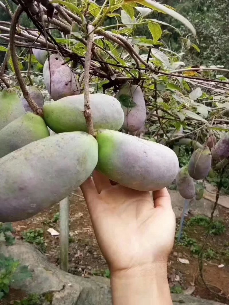 八月瓜苗，红色香蕉，黑老虎布福娜，无花棵
