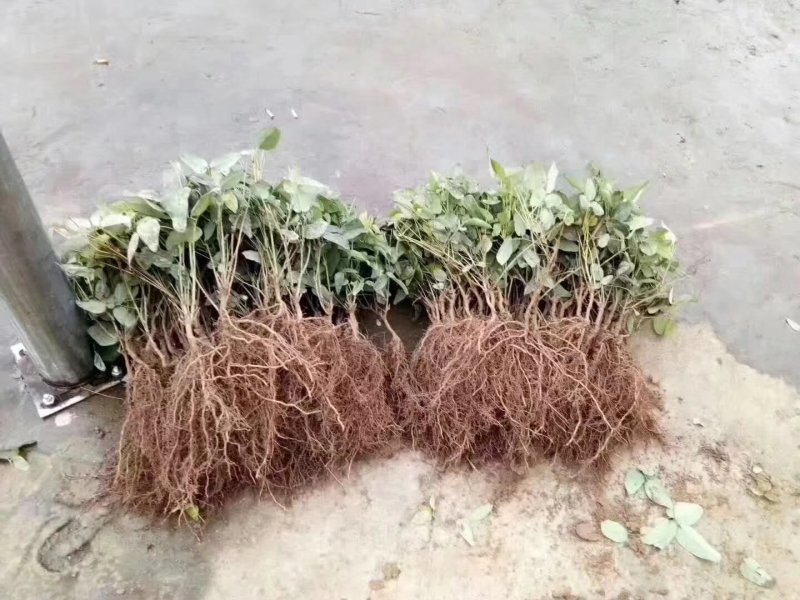 八月瓜苗，红色香蕉，黑老虎布福娜，无花棵