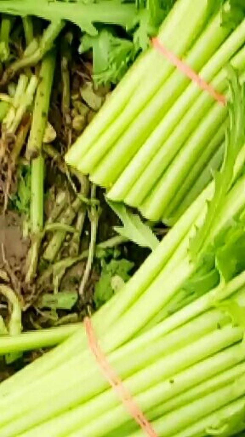 精品茼蒿