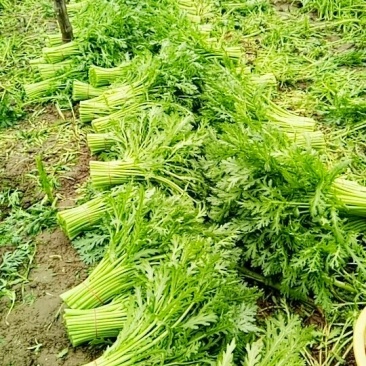 精品茼蒿