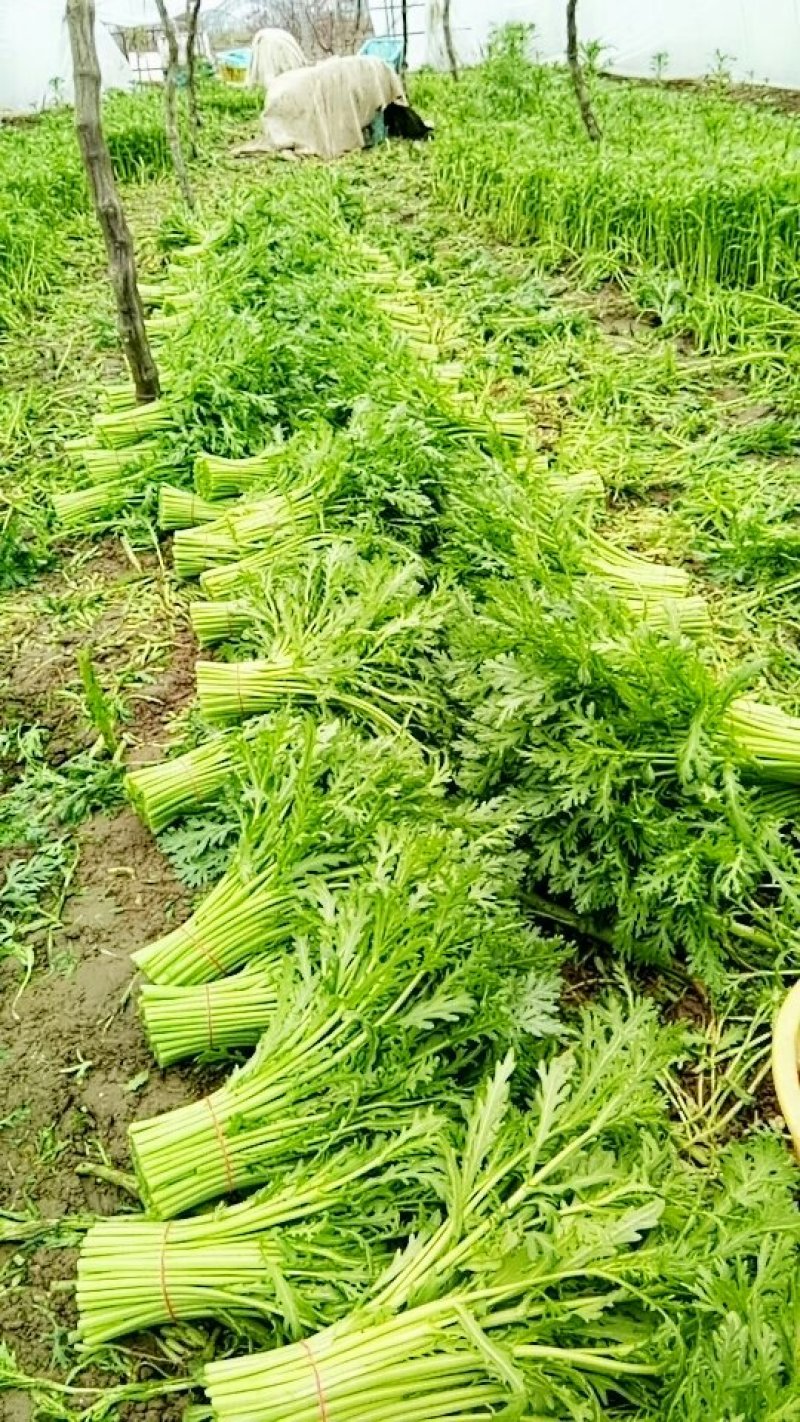 精品茼蒿