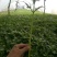 精品茼蒿