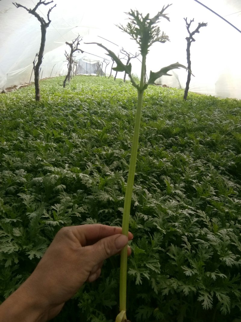 精品茼蒿
