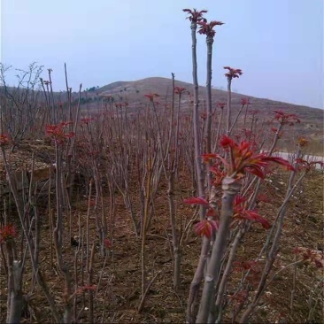 香椿种子