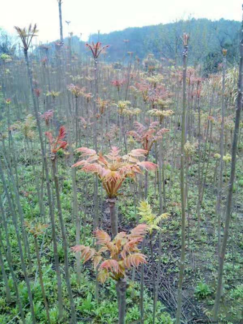香椿种子