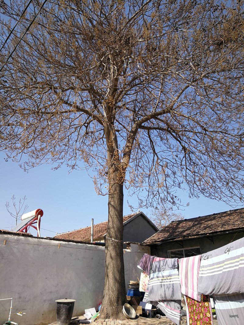 泡桐树