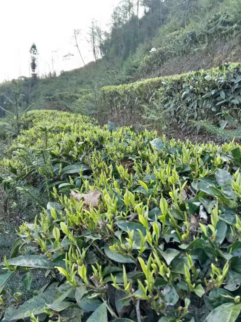 普洱茶云南特产自产自销手工制作