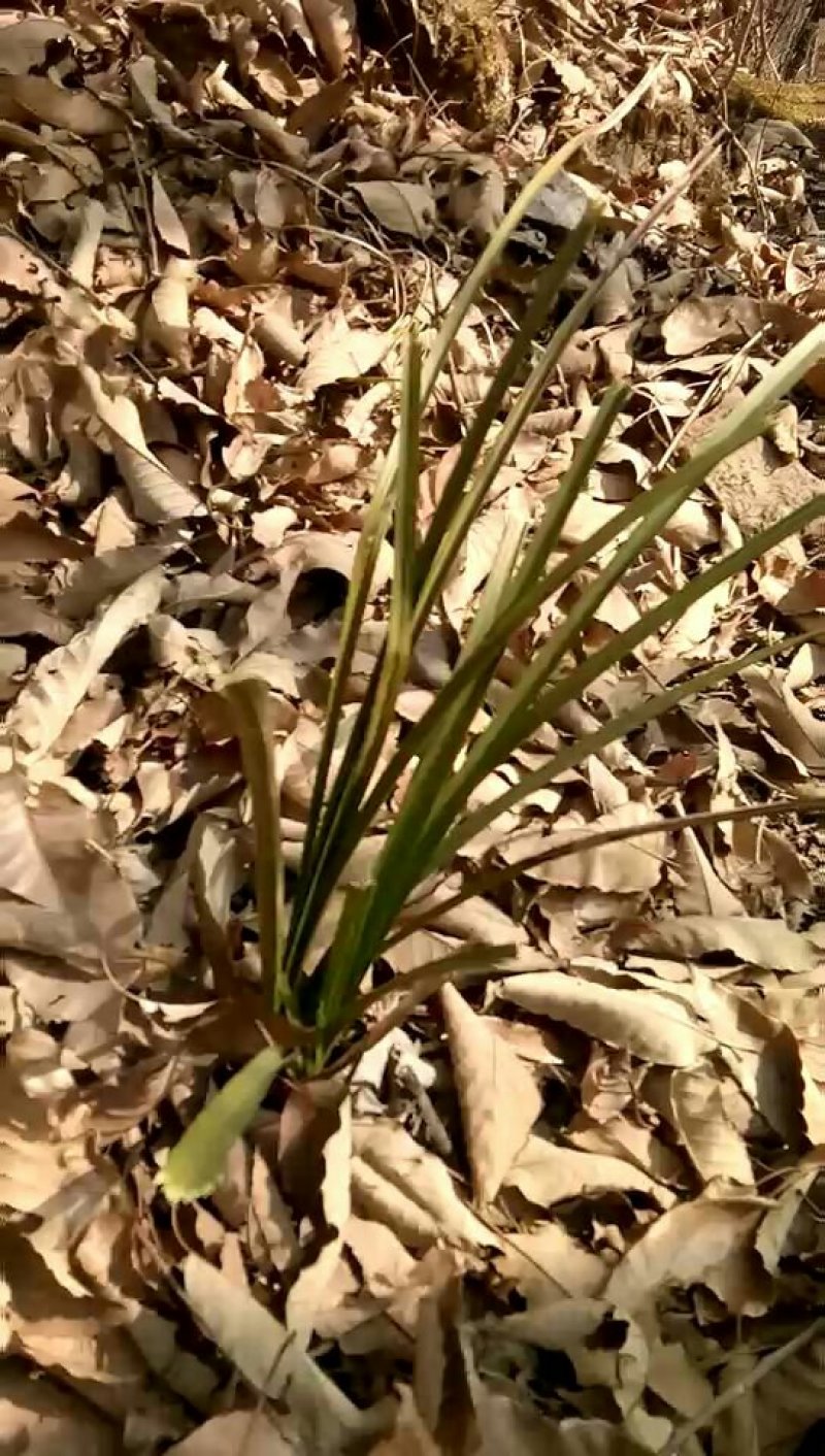 野生兰花，（可大量批发，下山兰）
