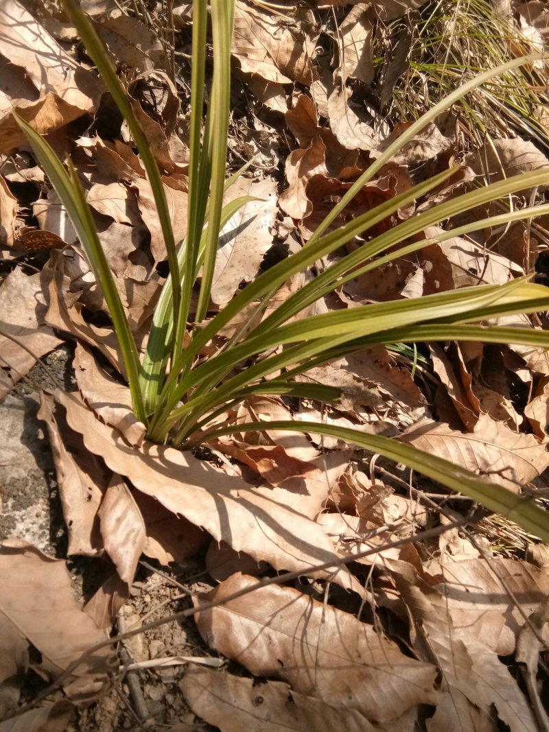 野生兰花，（可大量批发，下山兰）