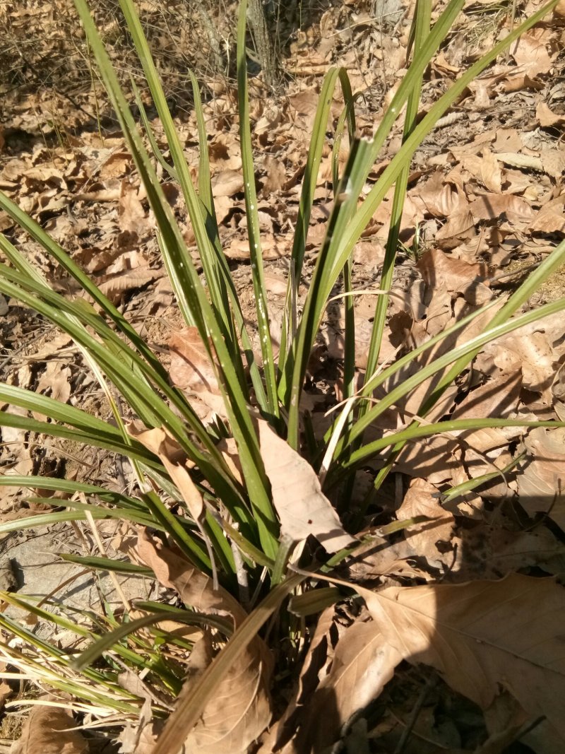 野生兰花，（可大量批发，下山兰）