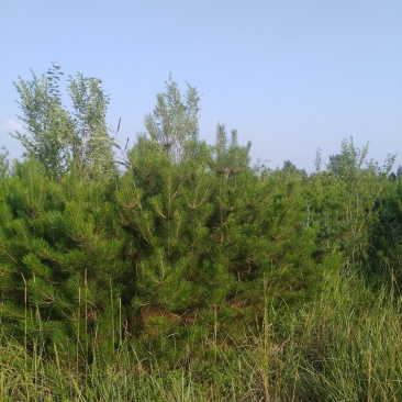樟子松，油松，