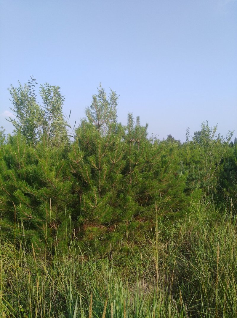 樟子松，油松，