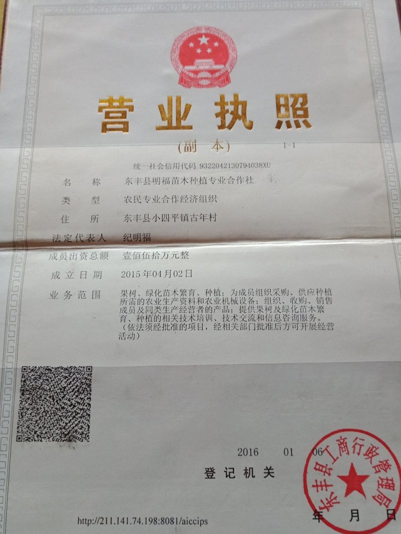 鸡心果苗龙丰果苗吉胜李子苗各种绿化树