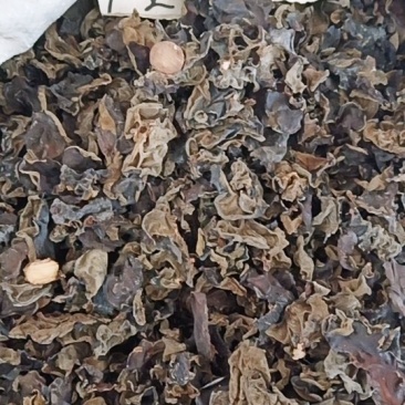 木耳段木耳