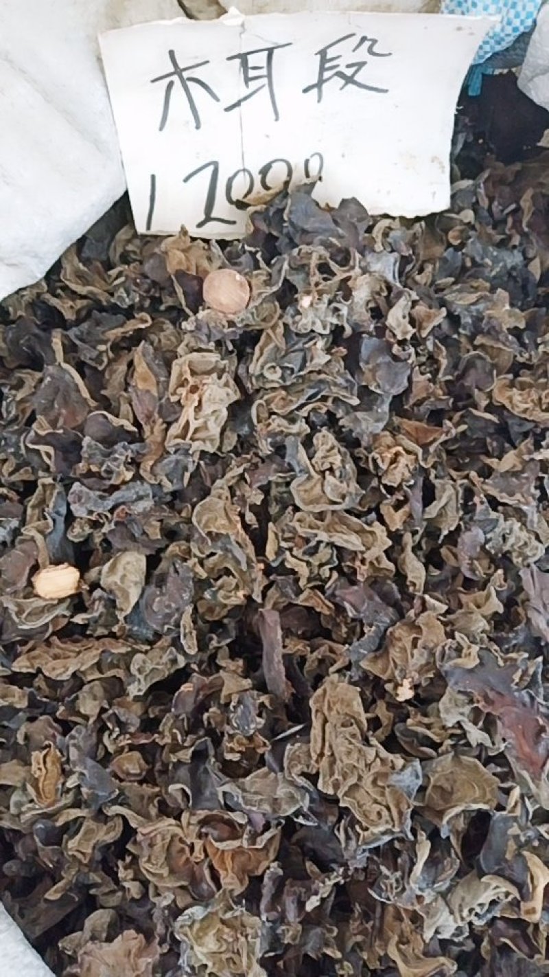木耳段木耳
