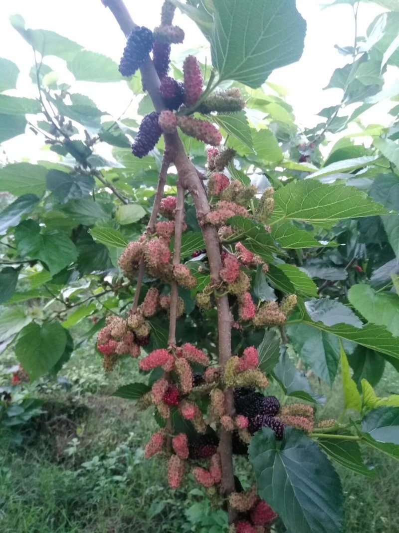 桑椹树苗当年种当年结果嫁接苗地载庭院种植阳台
