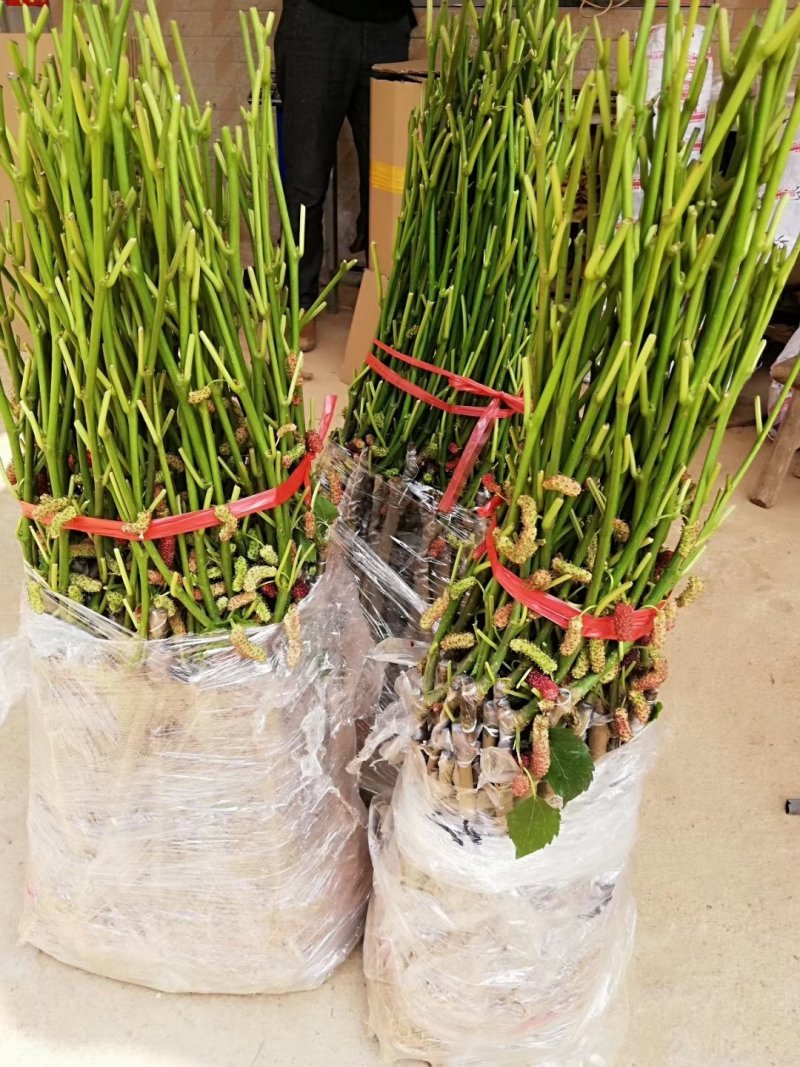 桑椹树苗当年种当年结果嫁接苗地载庭院种植阳台