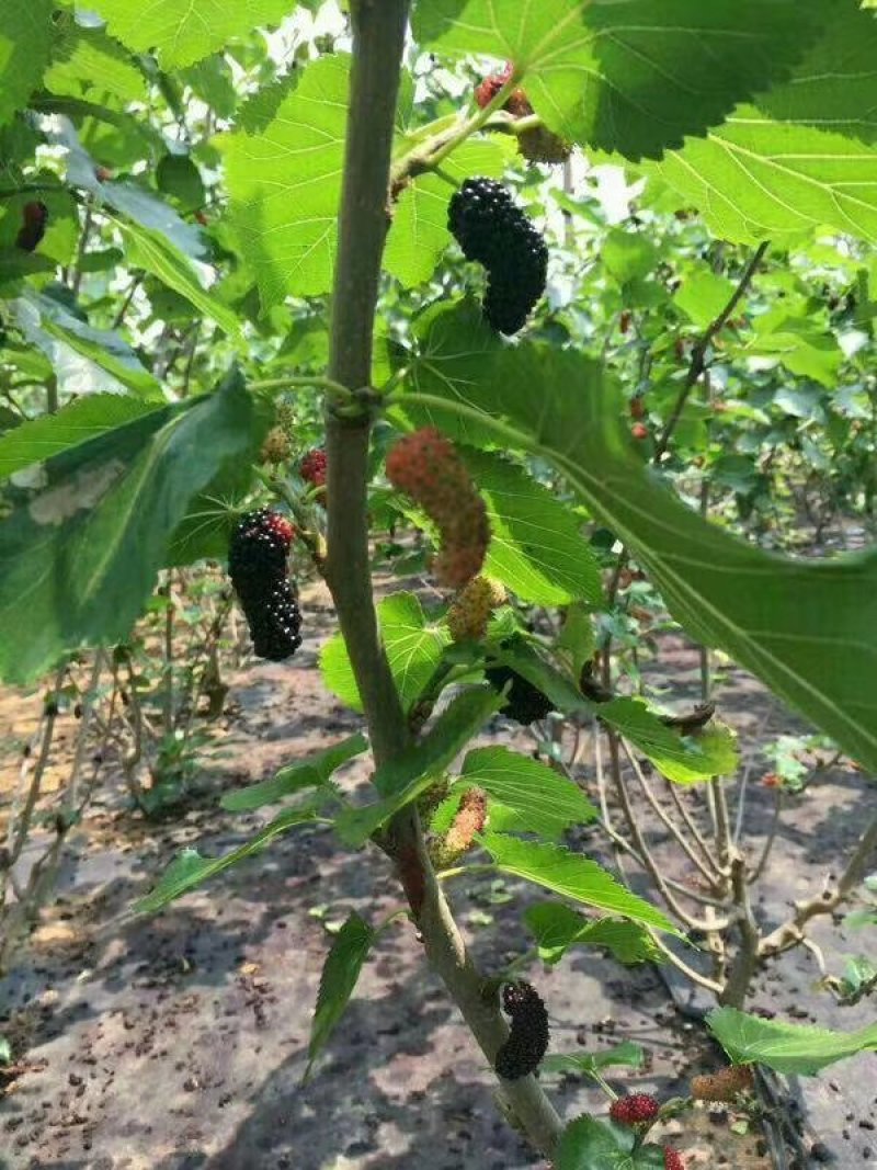桑椹树苗当年种当年结果嫁接苗地载庭院种植阳台