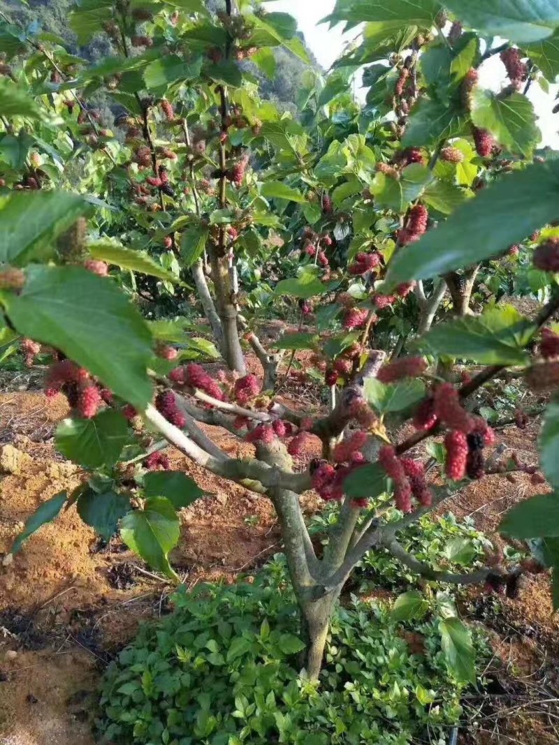 桑椹树苗当年种当年结果嫁接苗地载庭院种植阳台
