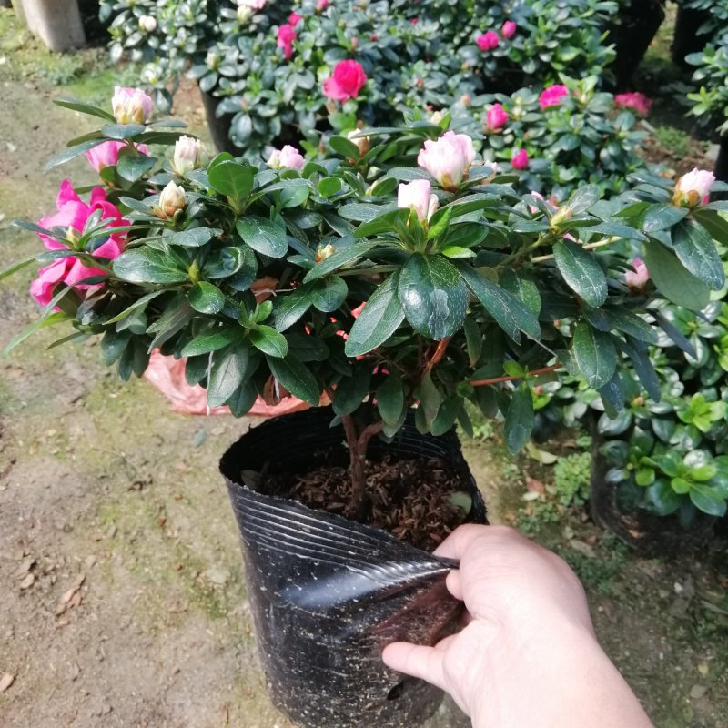 比利时杜鹃