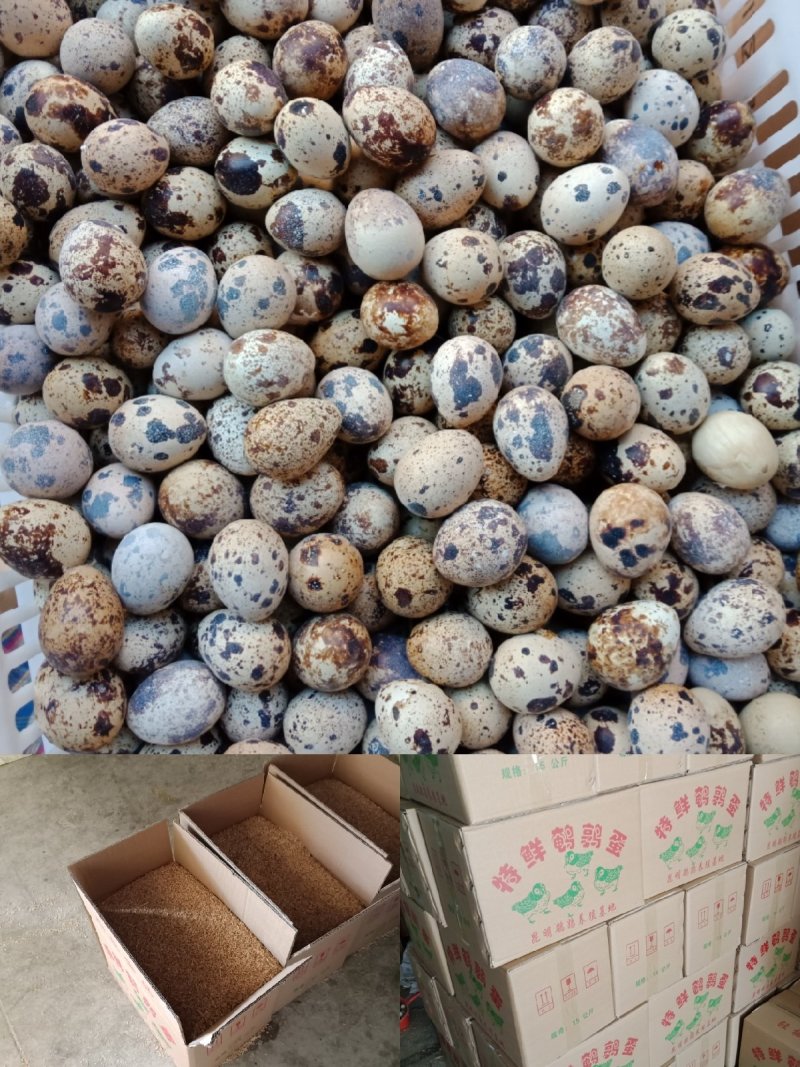 云南昆明鹌鹑蛋基地直发鲜货现发品质保证