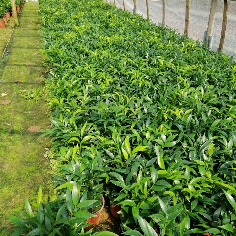 精品小竹柏