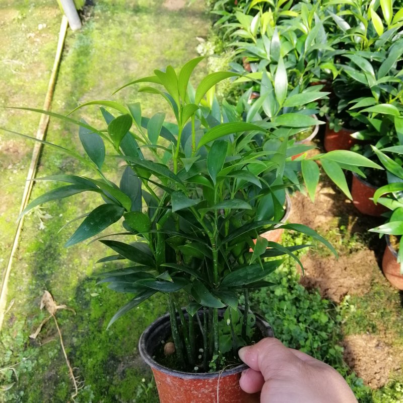 精品小竹柏