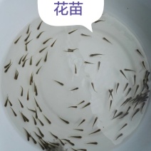 草鱼水花苗，乌仔苗，寸片，夏花苗