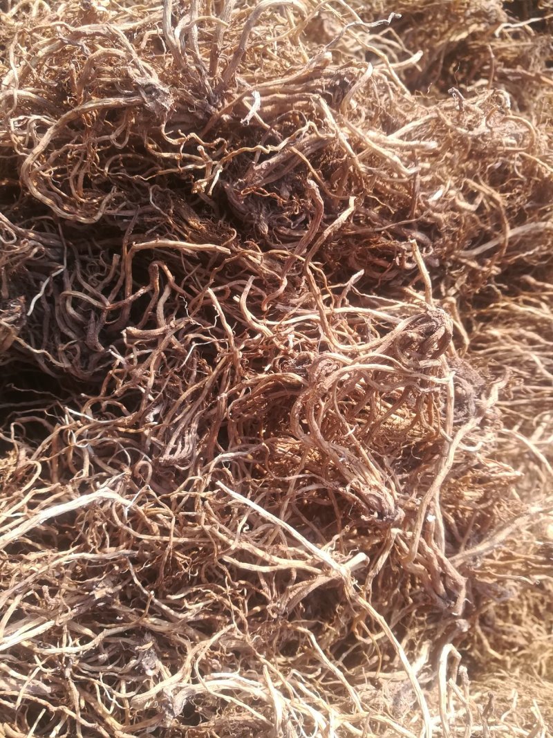 （北龙胆，）龙胆草干货