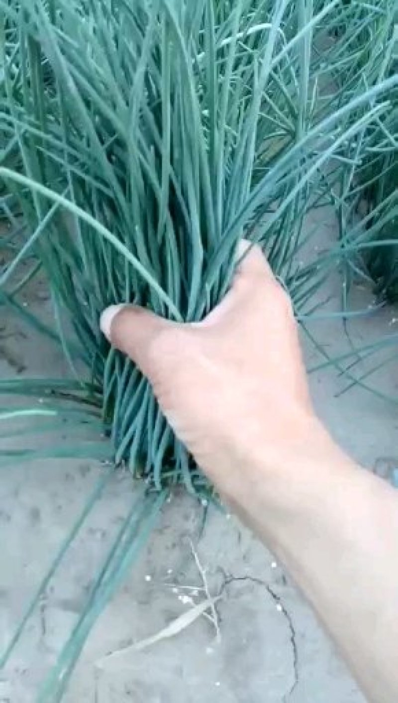 沙葱q