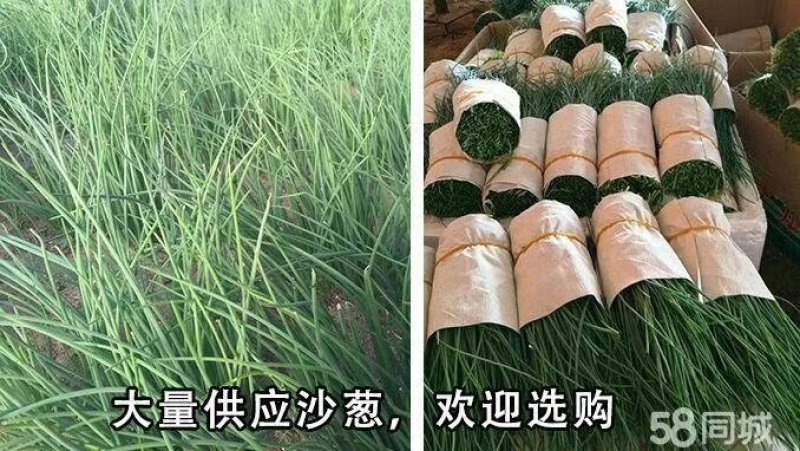 沙葱q