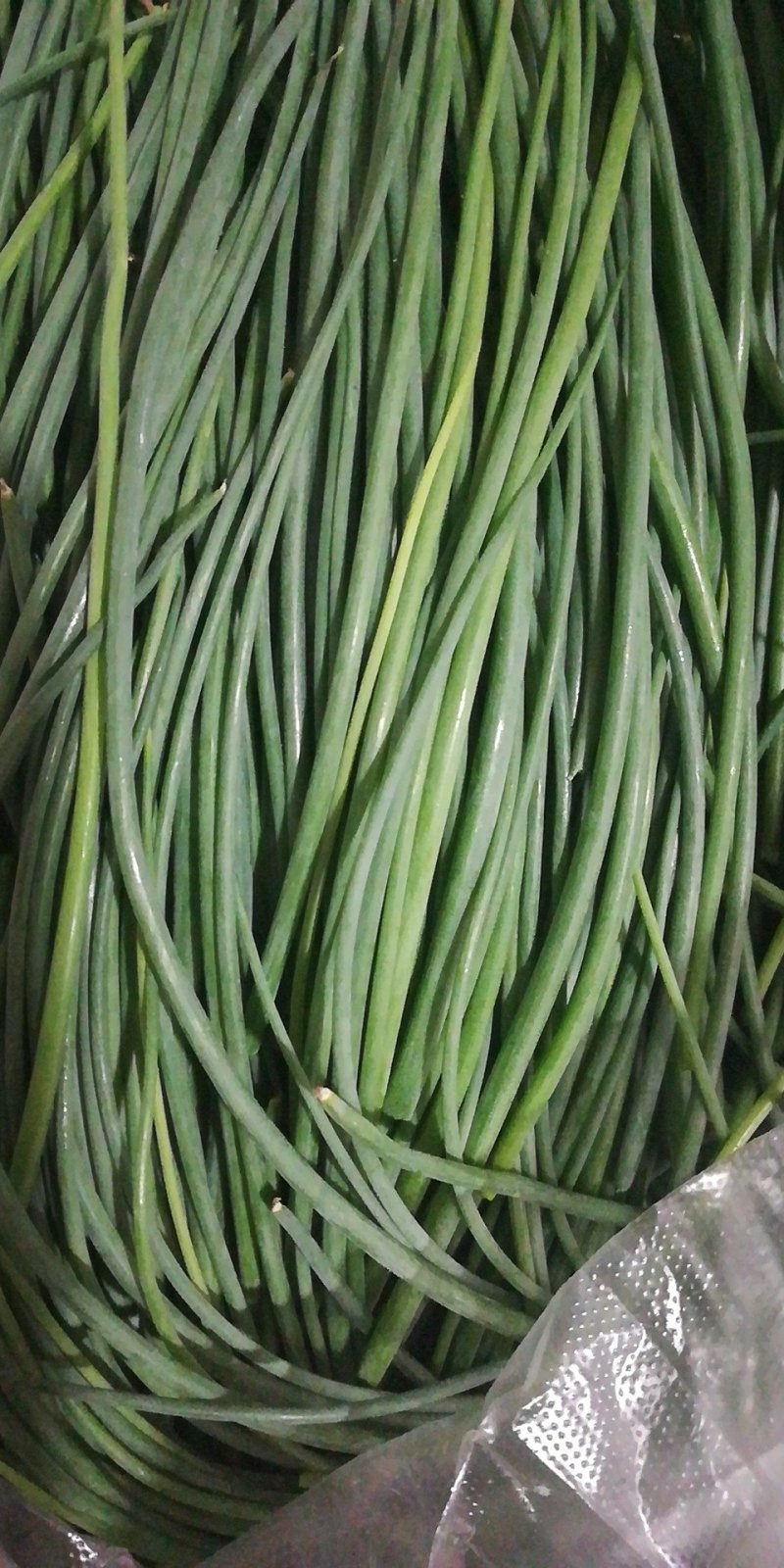 沙葱