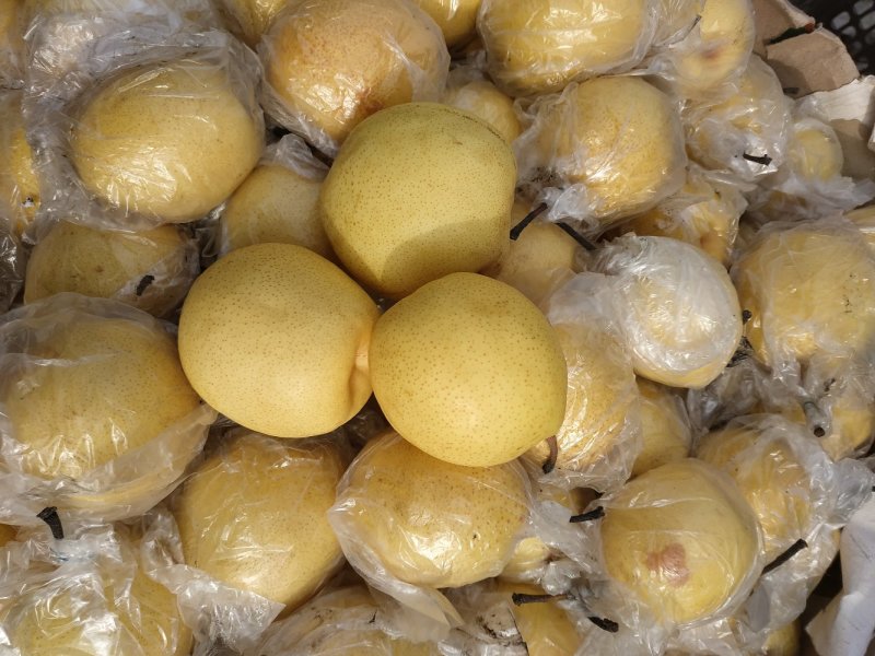 燕山蜜梨，河北秦皇岛特产，适合电商平台销售