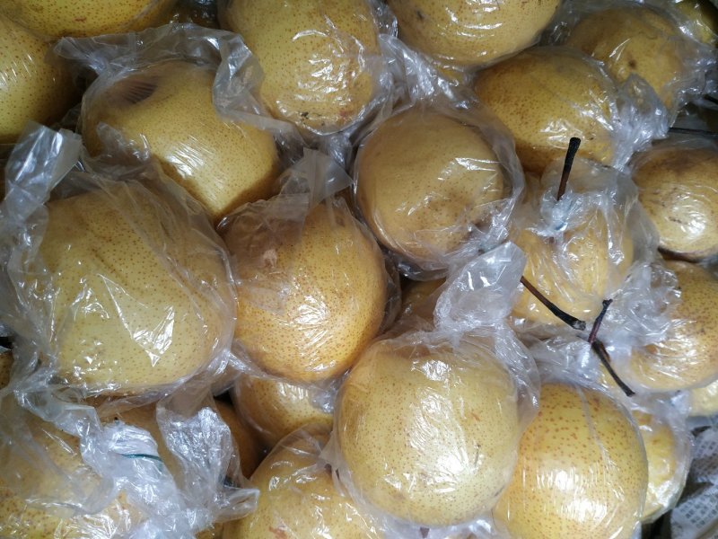 燕山蜜梨，河北秦皇岛特产，适合电商平台销售