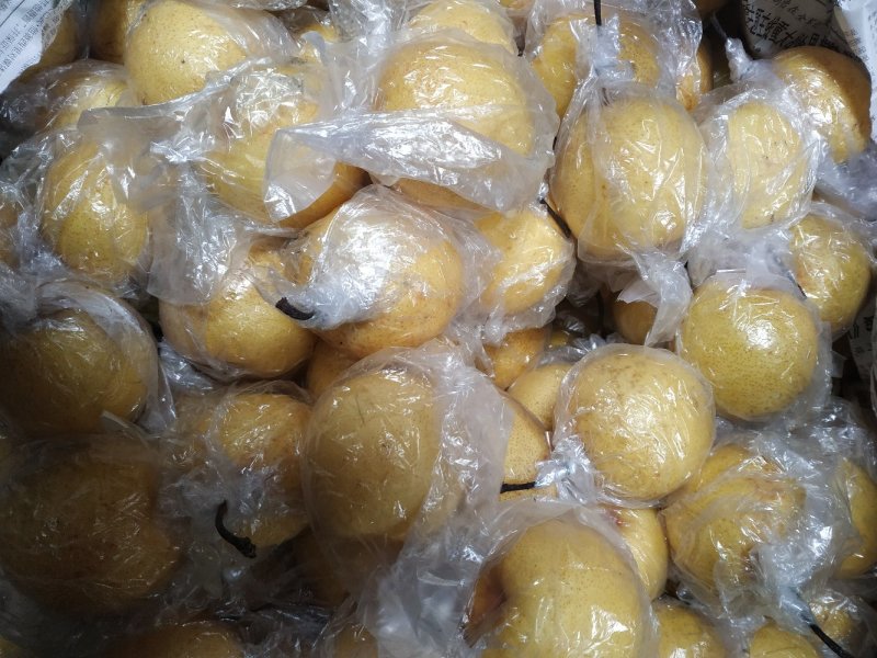 燕山蜜梨，河北秦皇岛特产，适合电商平台销售