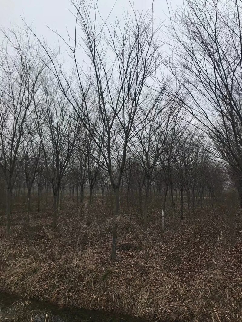 榉树