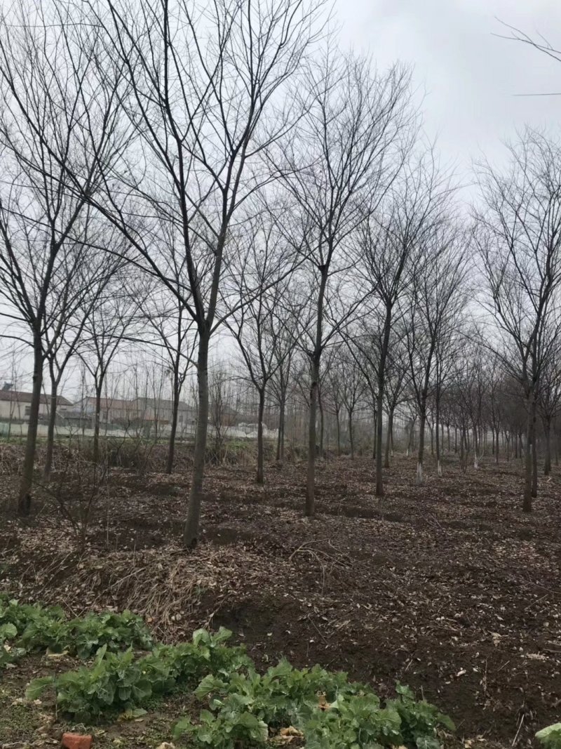 榉树